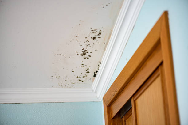 Best Commercial Mold Removal  in Newburgh, IN