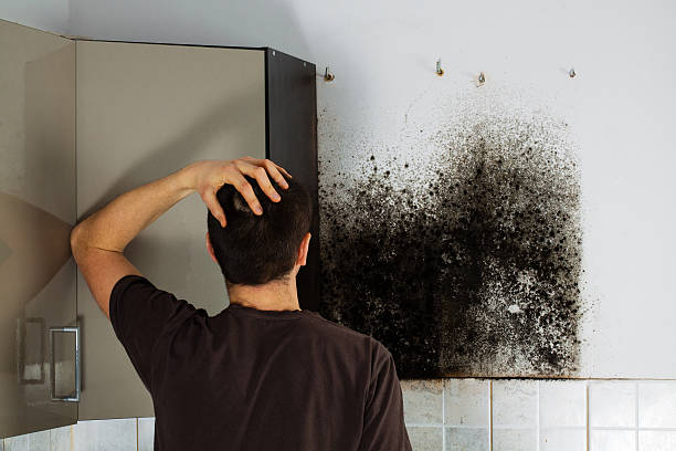 Best Attic Mold Removal  in Newburgh, IN
