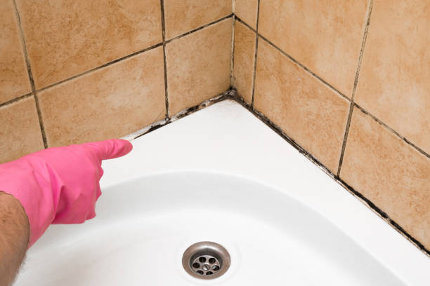 Best Mold Damage Repair  in Newburgh, IN